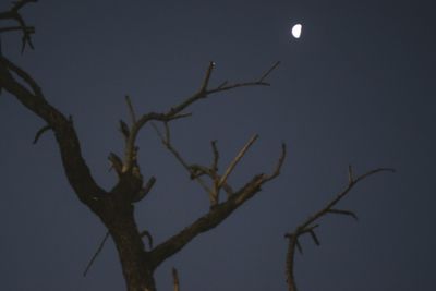 Low angle view of tree against sky at night