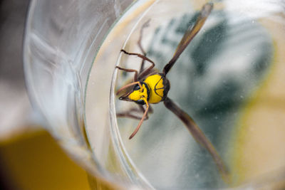 Close-up of insect on glass