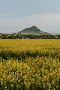 Scenic view of oilseed rape field against sky