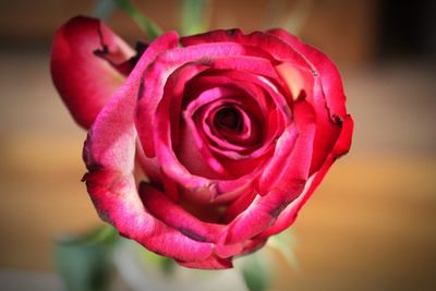 Close-up of pink rose