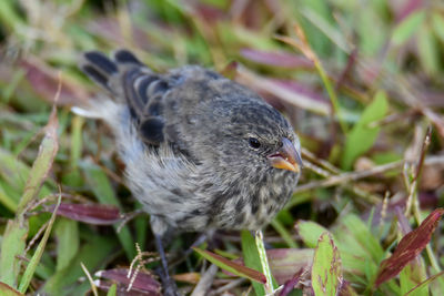 Close-up of bird perching on plant