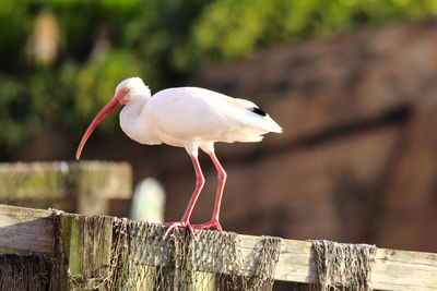 Bird perching on wooden post