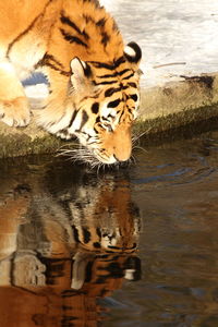 Tiger by water