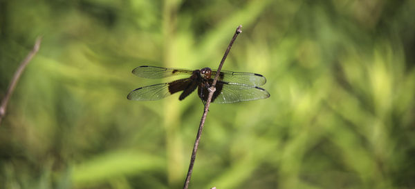 Close-up of dragonfly on leaf