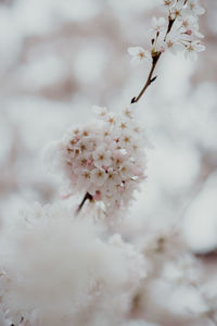 Close-up of white cherry blossom tree