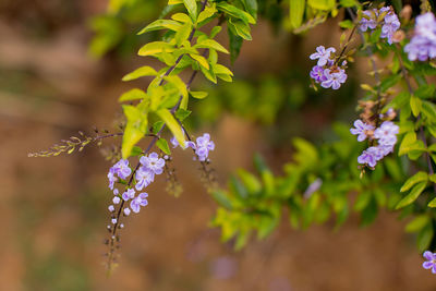 Close-up of flowers blooming outdoors