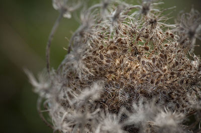 Close-up of plant in nest