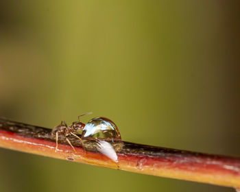 Close-up of insect on leaf