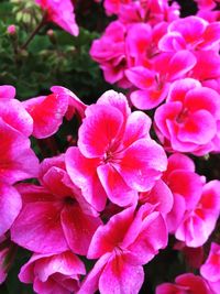 Close-up of pink flowers