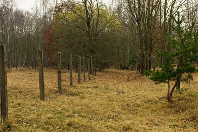 Trees in forest during autumn