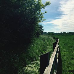 Low angle view of trees on field against sky