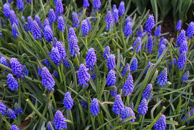 Lavender close-up of purple flowering plants