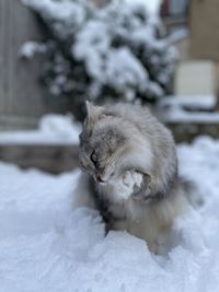 Close-up of cat on snow