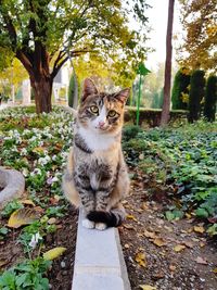 Portrait of cat sitting on a tree