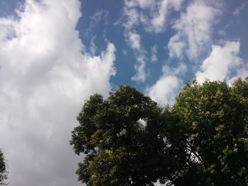 Low angle view of trees against sky