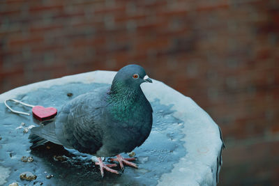 Close-up of pigeon perching on wall