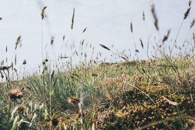 Close-up of grass on field against sky