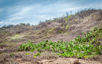 Plants growing on field against sky