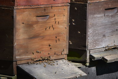 Close-up of bee on wood