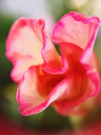 Close-up of pink flower blooming outdoors