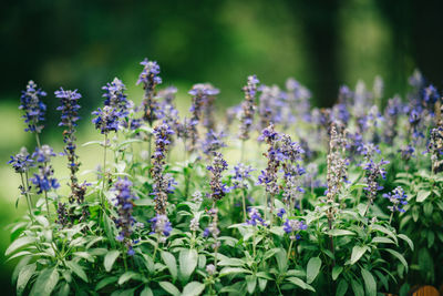 Close-up of purple flowering plants on field