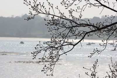 Close-up of bird on branch against sea