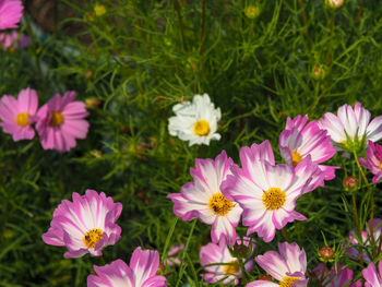 Close-up of pink flowering plants on field