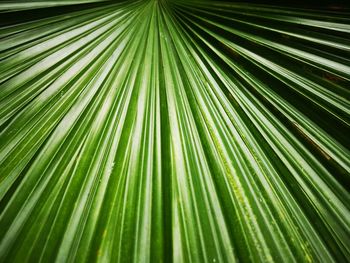 Full frame shot of palm leaves