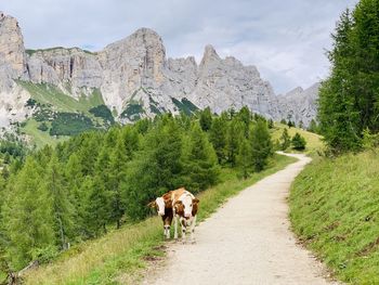 View of a horse on dirt road