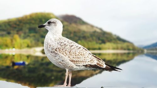 Close-up of seagull perching on a lake