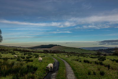 Road amidst field against sky