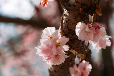 Close-up of pink cherry blossoms
