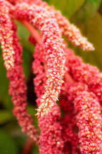 Close-up of red flowering plant