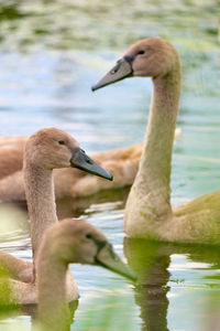 Close-up of duck in lake