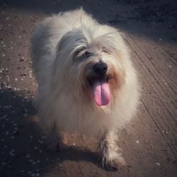 Portrait of dog sticking out tongue