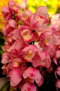 Close-up of pink flowering plant