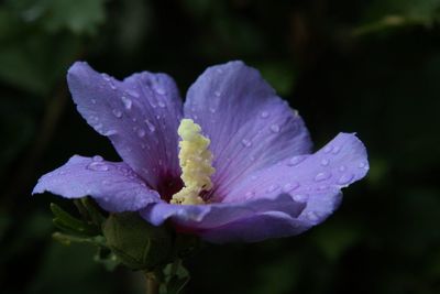 Close-up of wet purple flower