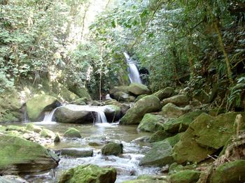 Stream flowing through forest