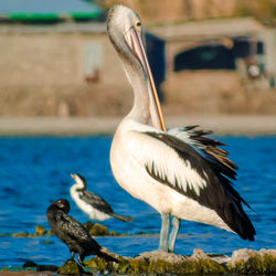 View of birds in lake