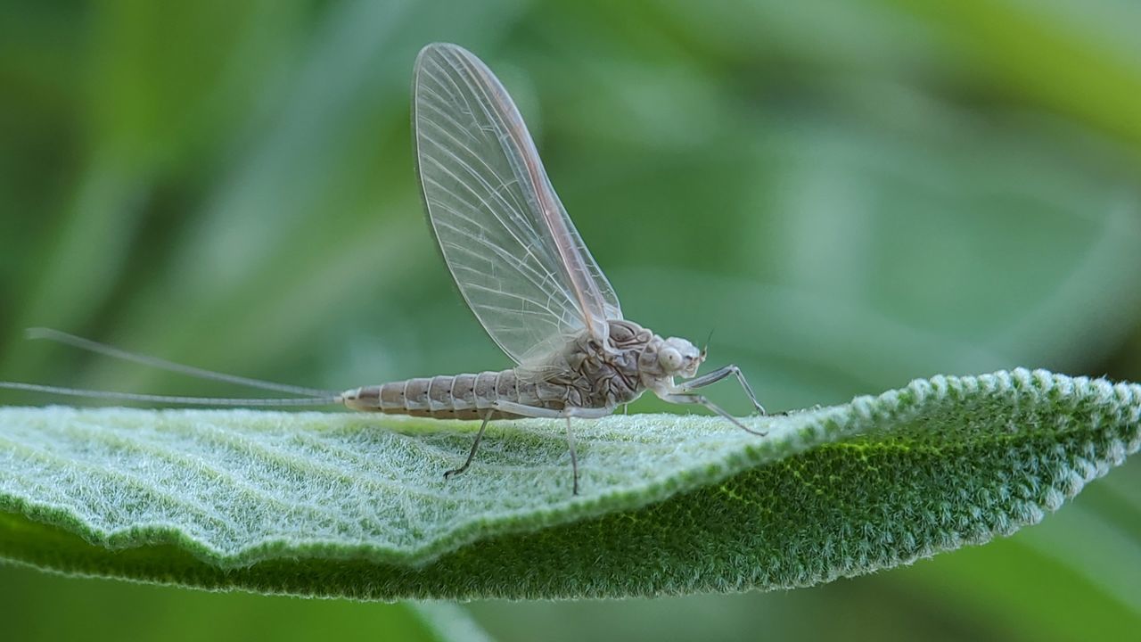 CLOSE-UP OF BUTTERFLY