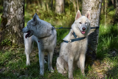 View of two dogs on field