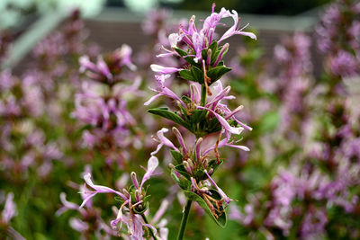 Close-up of pink flowers