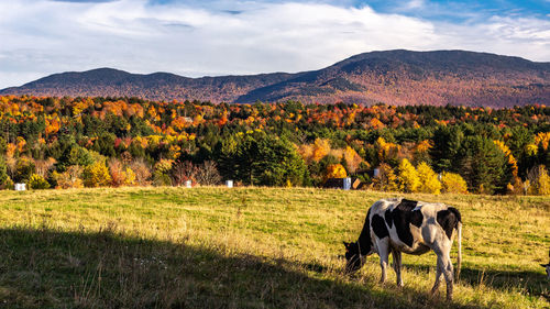 Scenic vermont with cow and mountains