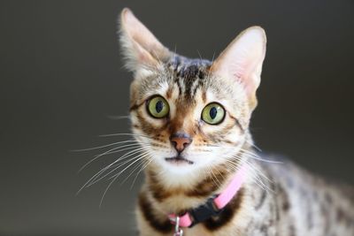Close-up portrait of cat against black background