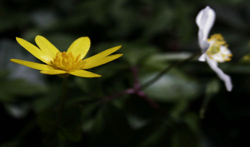 Close-up of yellow flowering plant