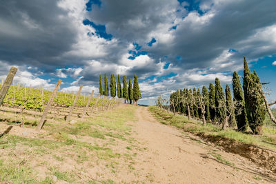 Panoramic view of agricultural field against sky