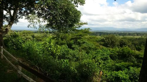 Scenic view of forest against sky