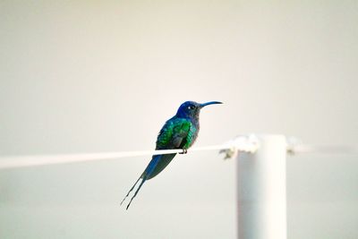 Close-up of bird perching