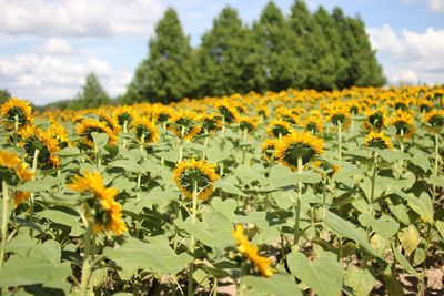 Close-up of yellow flowering plants on field