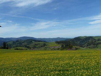 Scenic view of agricultural field against sky